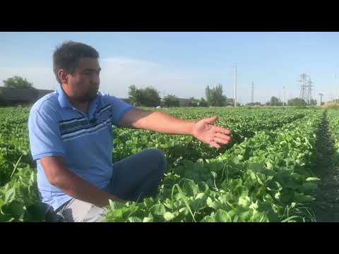 Видео: СОТУВ -2024. Алба ва Клкери навлари#qulupnay #agro #alba #strawberry #issiqxona #biznes