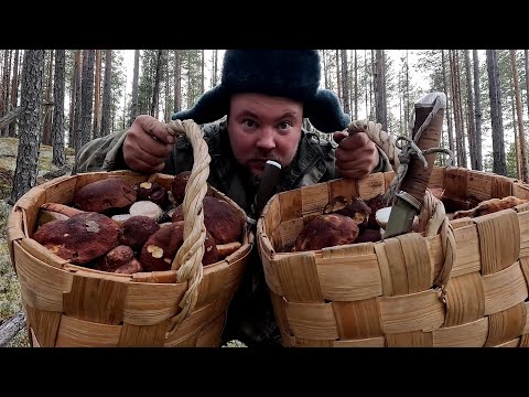 Видео: ВЗЯЛ ЕЁ В ЛЕС И НАЧАЛОСЬ. КРАСАВИЦА СОБИРАЕТ БЕЛЫЕ ГРИБЫ. ПОКАЗАЛ ЛЮБИМОЙ ГРИБНОЕ МЕСТО.