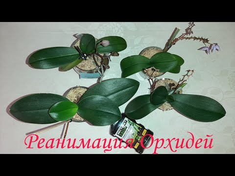 Видео: Орхидеи - Чахлики на Реанимации | Phal. Esmee | Phal. Violet Queen | Phal. Tulcan