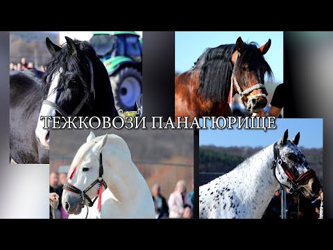 Видео: Товар от 2 тона и 540 кг теглиха коне от Тежковозни породи в България, Панагюрище 2024 / част Първа