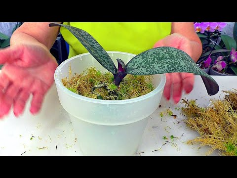 Видео: Простая пересадка орхидеи в Живой мох Сфагнум, который дарит новую Жизнь орхидеям!