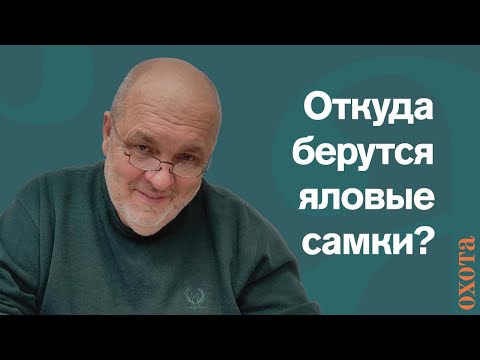 Видео: Откуда берутся яловые самки? Валерий Кузенков о факторах покрытия самок копытных.