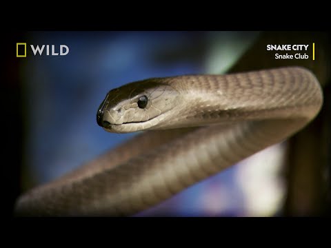 Видео: Черна мамба | Месец на змията | NG Wild Bulgaria