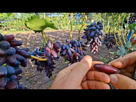 Видео: 🍇 Чи є різниця між Дніпровський  Сувенір та Флагманом.🍇🍇🍇