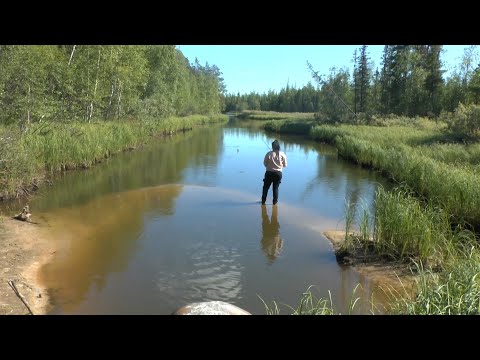 Видео: Рыбалка на экраны ► Ручей кипит от рыбы!