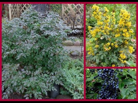 Видео: МАГОНИЯ  сорт АПОЛЛО