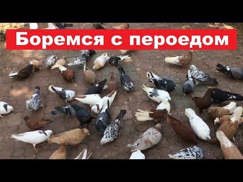 Видео: Несколько слов как бороться с пероедом у голубей.