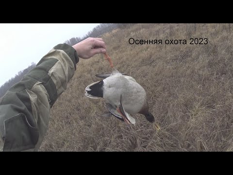 Видео: Осенняя охота с подхода на утку 2023