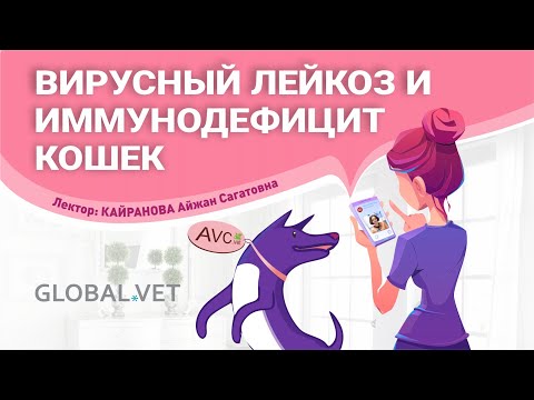 Видео: Вирусный лейкоз и иммунодефицит кошек (ветеринарный семинар)