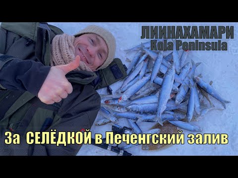 Видео: За СЕЛЁДКОЙ в Печенгский залив Баренцева моря в феврале