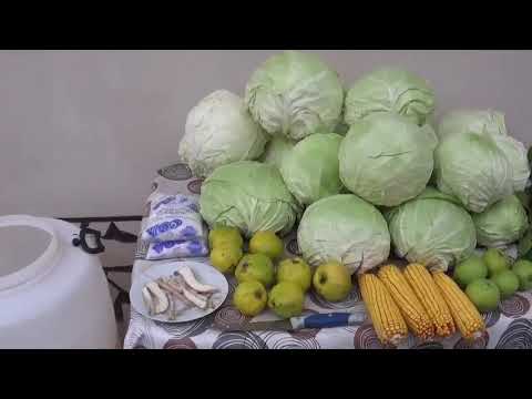 Видео: рецепта за кисело зеле
