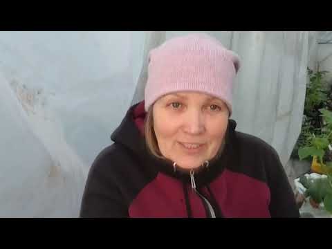 Видео: Який сорт полуниці, солодкий, безпроблемний , урожайний.