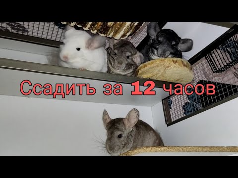Видео: Ссадить за 12 часов!