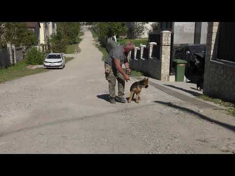 Видео: Німецька вівчарка "Пандора". Перші дні навчання.