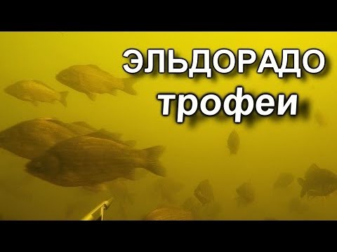 Видео: Подводная охота!!! ТРОФЕИ ЭЛЬДОРАДО!!! Эпизод второй сюжета ЭЛЬДОРАДО!!!