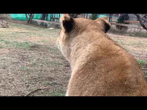 Видео: Самый крупный белый лев КАЙ !!!