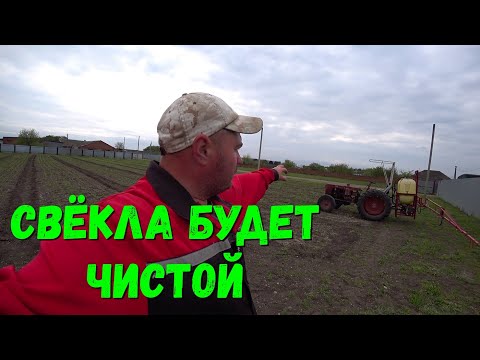 Видео: Выращивание  Свёклы / Свёкла в открытом Грунте / Обработка Свёклы.