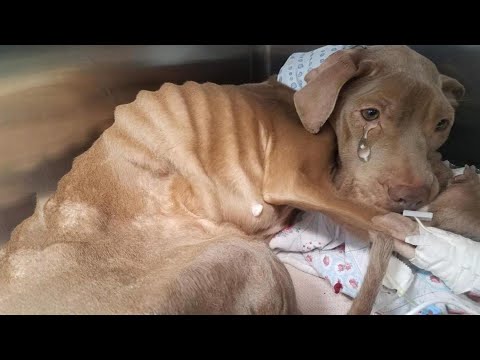Видео: Голодная, брошенная и едва живая — ее глаза умоляли о помощи, но любовь вернула ей жизнь 💔