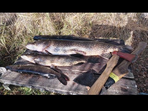 Видео: Тайга.Осень-25 .1 часть