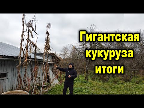 Видео: Гигантская перуанская белая кукуруза. Вот что у меня выросло.