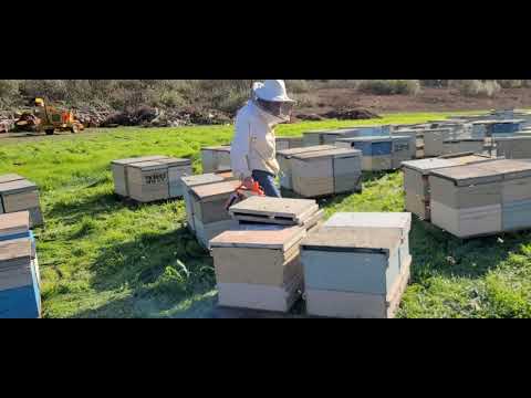 Видео: 9 декабря обрабатываем пчел дым  пушкой