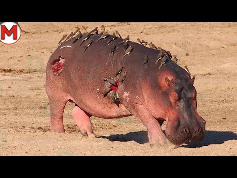 Видео: Уничтожили За Секунду! Вот Почему Бегемоту Тяжело Живется