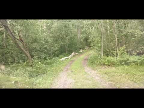Видео: Приозерск утро 01 08 2020 плюс Кузнечное
