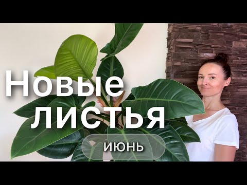 Видео: Обзор растений с названиями. Неприхотливые красивые комнатные цветы. Дневник садовода