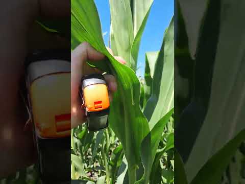 Видео: Кука Чоурі, додавили попелицю