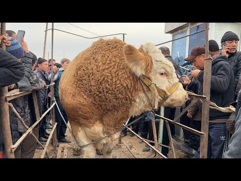Видео: УРГАНЧ МОЛ БОЗОРИ 16-НОЯБР ЭРТАЛАБГИ САВДОЛАР ЯНГИ НАРХЛАР !!! ХОРАЗМ БОЗОР