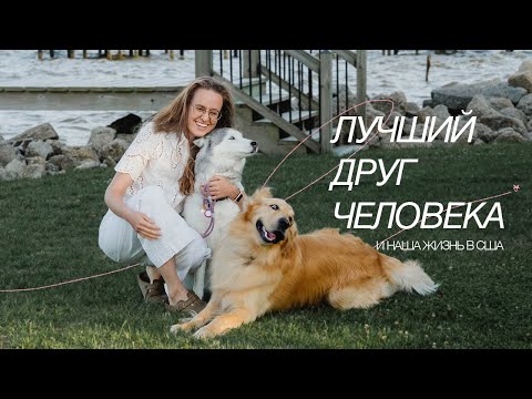 Видео: Жизнь с собаками в США | Кели + Тедди | характер, цены, жизнь в разных штатах, неочевидные сложности