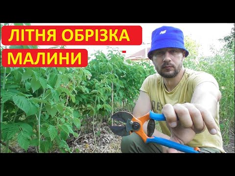 Видео: Літня обрізка ремонтантної малини. Проріджування малини - детальна інструкція