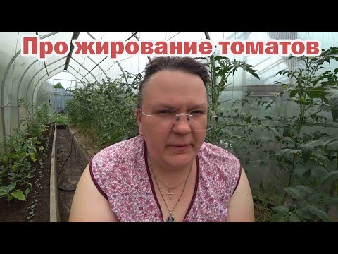 Видео: Проблемы жирования томатов. Методы борьбы