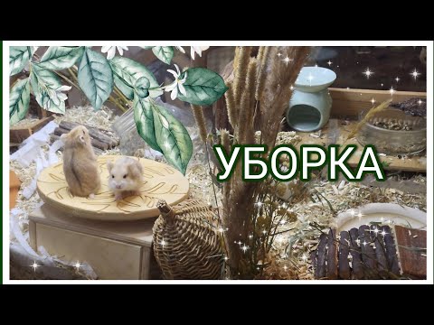 Видео: НЕБОЛЬШАЯ УБОРКА У ХОМЯКОВ
