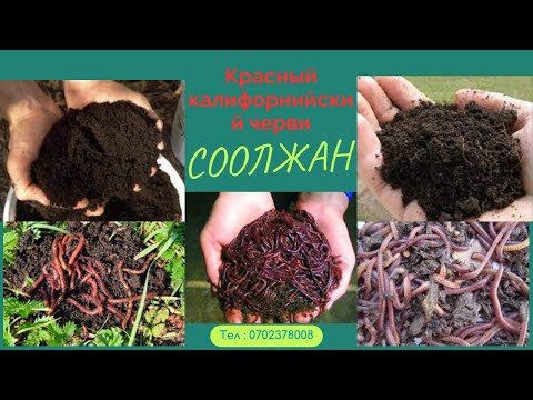 Видео: БИОГУМУС СООЛЖАН САТЫКА ДАЙАР