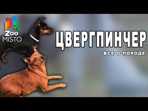 Видео: Цвергпинчер - Все о породе