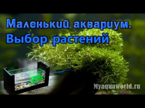 Видео: Маленький аквариум. Аквариумные растения | Подбор растений | Аквариумистика | Нано аквариум