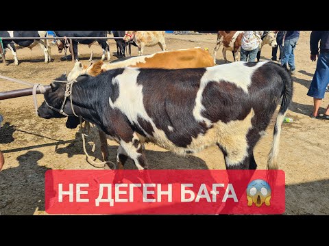 Видео: ҚЫЗЫЛОРДА МАЛ БАЗАРЫ, ЖЫЛҚЫ СИЫР ҚОЙ БАҒАЛАРЫ.