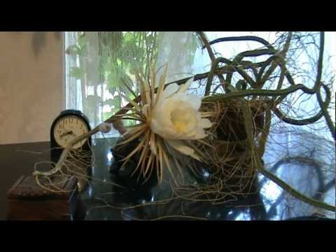 Видео: 1.5 минуты  расцветания кактуса "царица ночи"