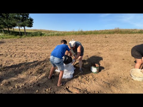 Видео: Вся родина на картоплю / Вихідні у селі / Покупки із секондхенду