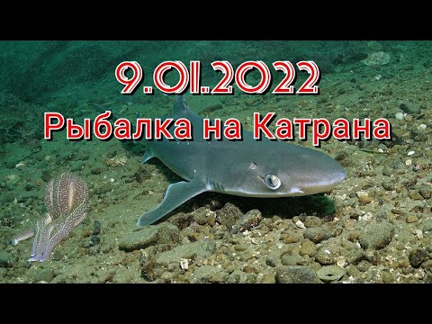 Видео: 9.01.2022. Рыбалка на катрана.