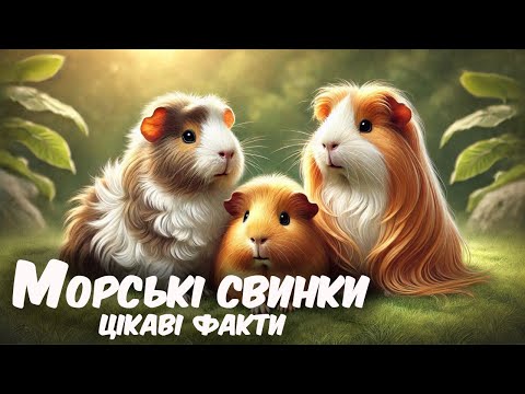 Видео: Морські свинки. Цікаві факти про морських свинок