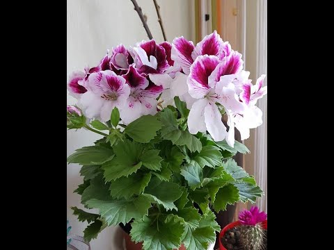Видео: Пеларгония (геран) королевский Pelargoniya (geran) korolevskiy