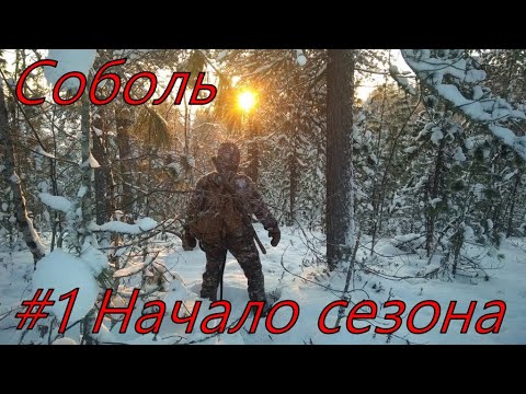 Видео: ОХОТА НА СОБОЛЯ. Серия №1. Начало / SABLE HUNTING. Series No. 1. Start