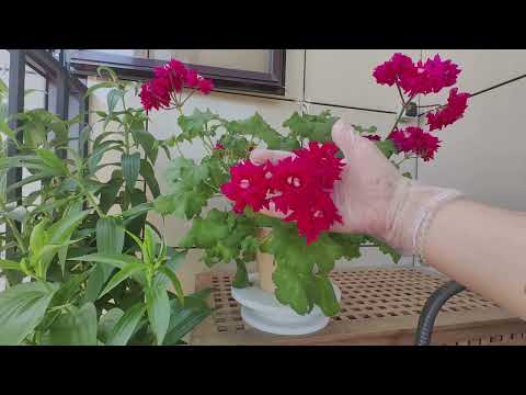 Видео: начало июня, уже жара, цветём.