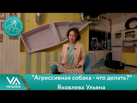 Видео: Кафедра Поведенческой медицины. Яковлева Ульяна - "Агрессивная собака - что делать?"