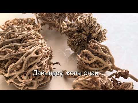 Видео: КАФ МАРЬЯМ ШӨБІ ТУРАЛЫ ШЫНДЫҚ😱 ҚАЛАЙ ІШУ керек? 📢 ТОЛҒАҚТЫ ЖЕҢІЛДЕТЕ ме?
