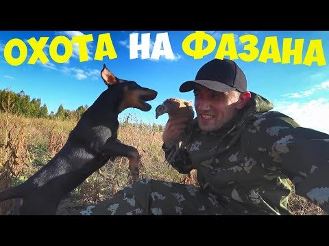 Видео: Охота на фазана с Бобби! Готовлю фазана на гриле!!!