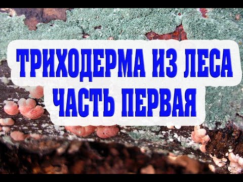 Видео: Триходерма из леса, размножение без стерилизации на перловой крупе. Часть первая.