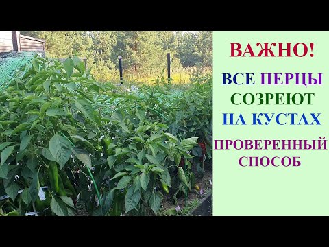 Видео: СДЕЛАЙТЕ ТАК И ВСЕ ПЕРЦЫ ВЫЗРЕЮТ НА КУСТАХ.